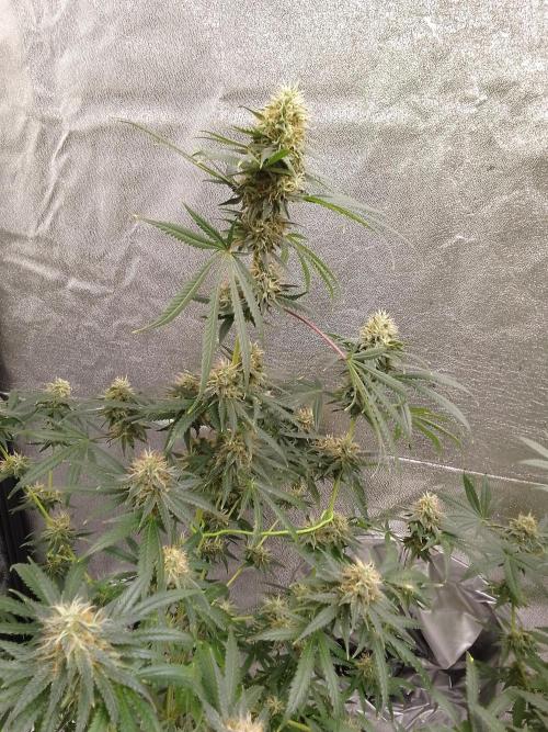 PURE SKUNK . Week 14