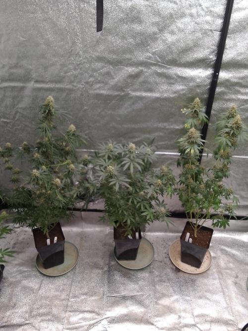 PURE SKUNK . Week 14