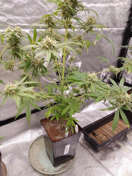 SUNSET SHERBET GO FAST. Week 14