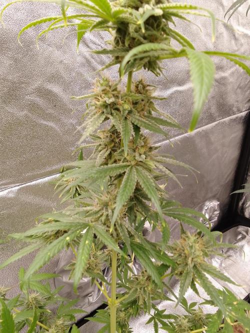 SUNSET SHERBET GO FAST. Week 14