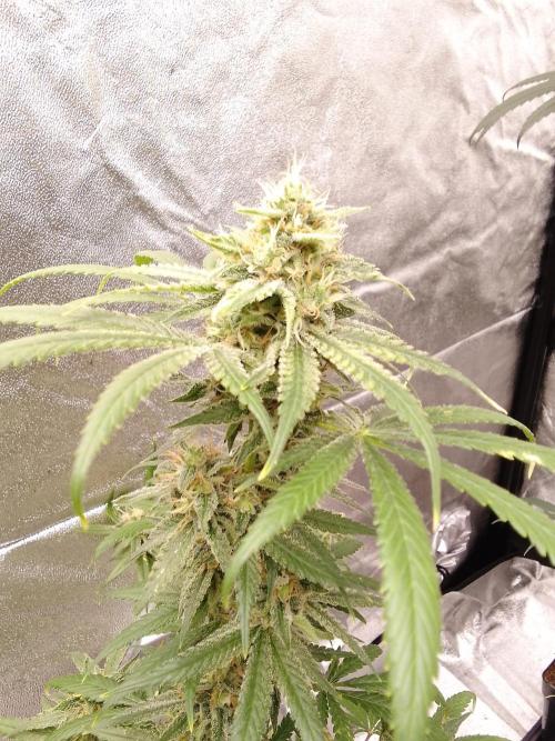 SUNSET SHERBET GO FAST. Week 14