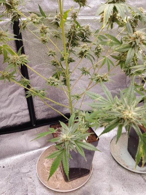SUNSET SHERBET GO FAST. Week 14