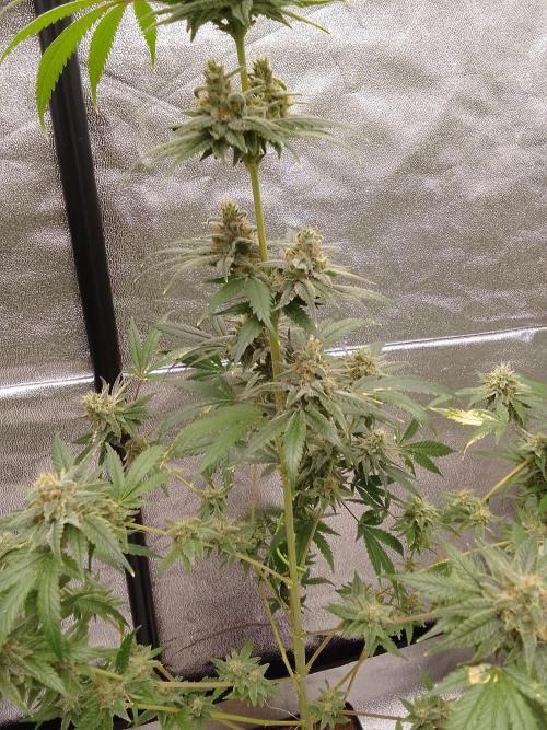 SUNSET SHERBET GO FAST. Week 14