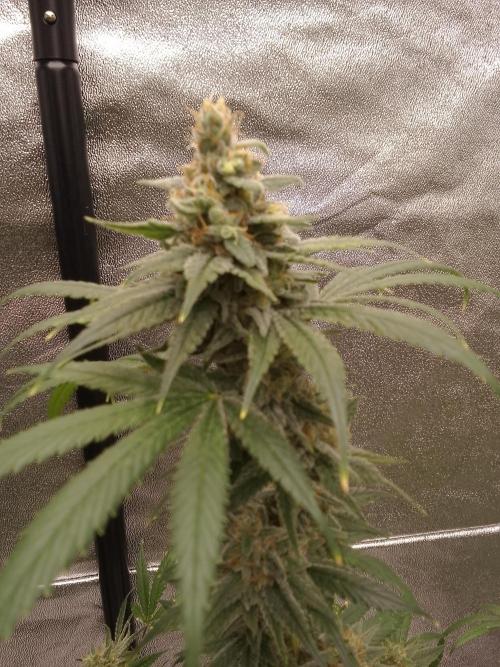 SUNSET SHERBET GO FAST. Week 14