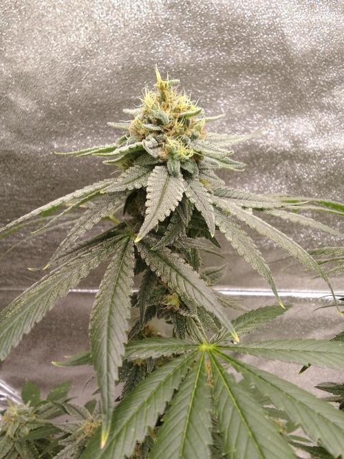 SUNSET SHERBET GO FAST. Week 14
