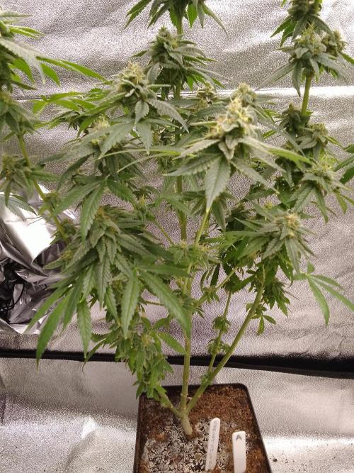 SUNSET SHERBET GO FAST. Week 14