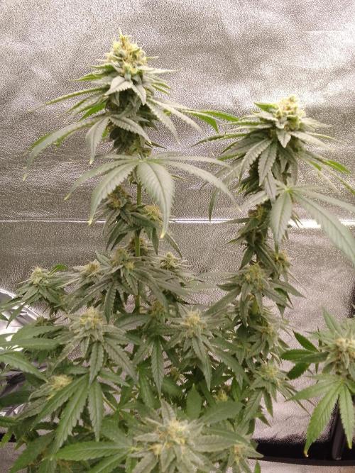 SUNSET SHERBET GO FAST. Week 14