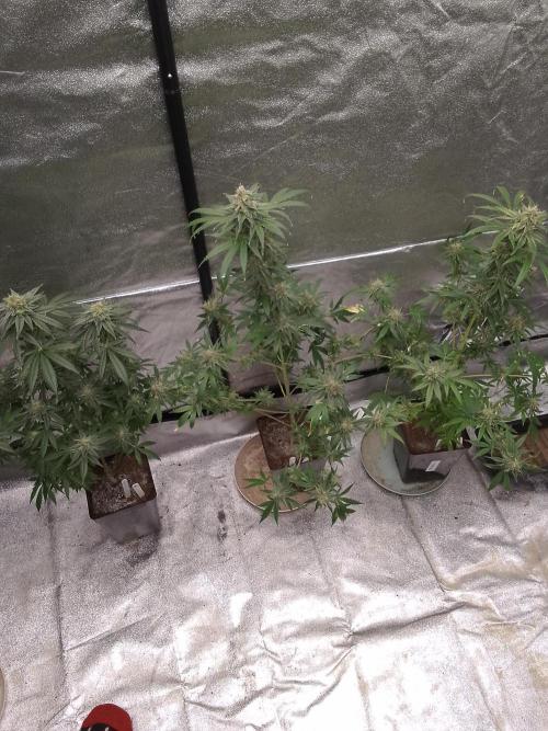 SUNSET SHERBET GO FAST. Week 14