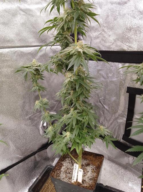 CANDY CREAM GO FAST. Week 14