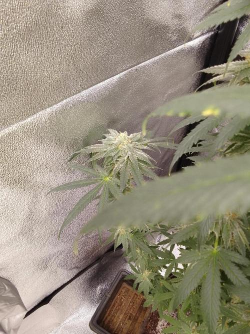 CANDY CREAM GO FAST. Week 14