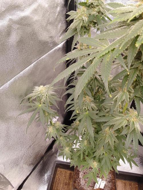 CANDY CREAM GO FAST. Week 14