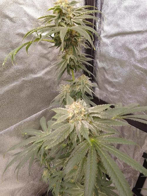 CANDY CREAM GO FAST. Week 14