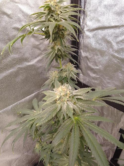 CANDY CREAM GO FAST. Week 14