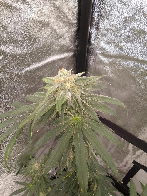 CANDY CREAM GO FAST. Week 14
