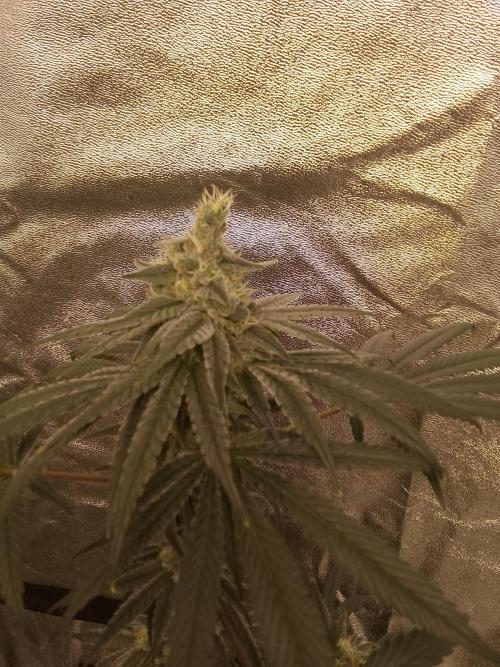 CANDY CREAM GO FAST. Week 14