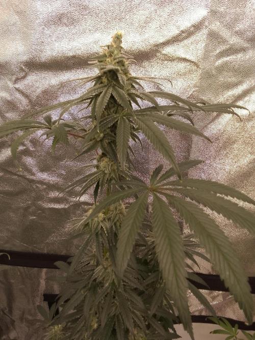 CANDY CREAM GO FAST. Week 14