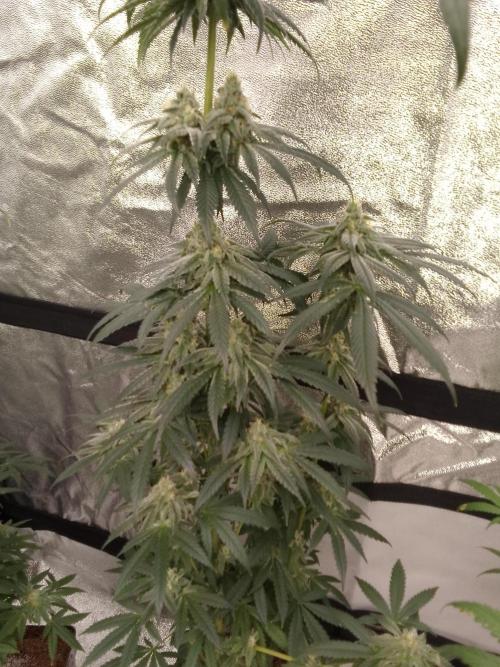 CANDY CREAM GO FAST. Week 14