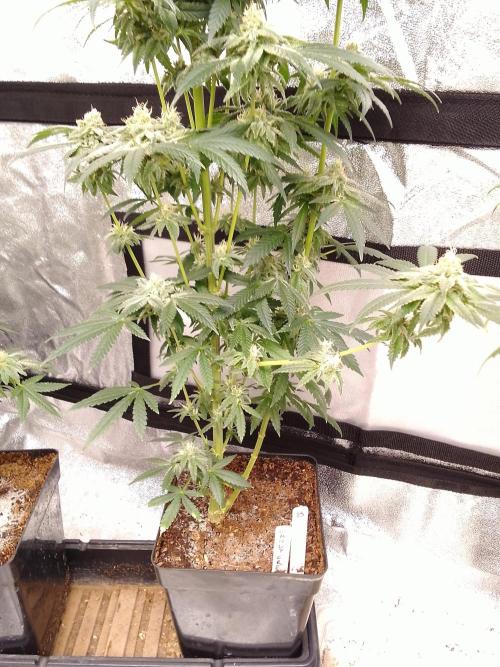 CANDY CREAM GO FAST. Week 14