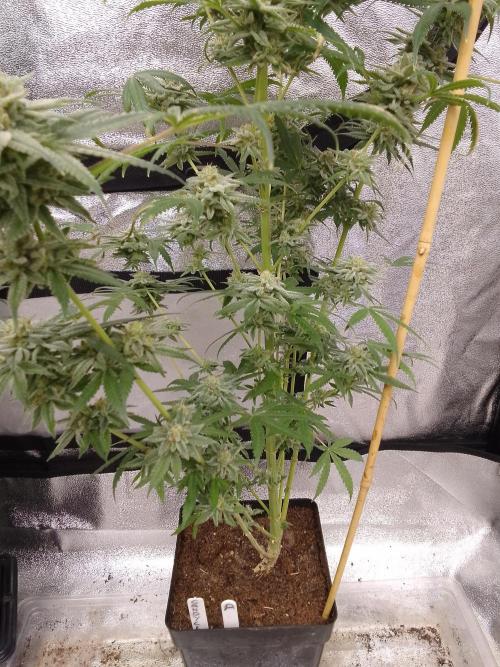 CANDY CREAM GO FAST. Week 14