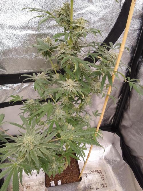 CANDY CREAM GO FAST. Week 14