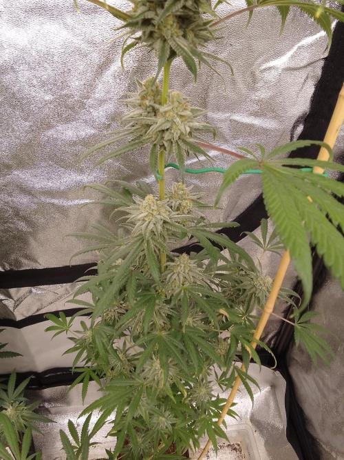 CANDY CREAM GO FAST. Week 14