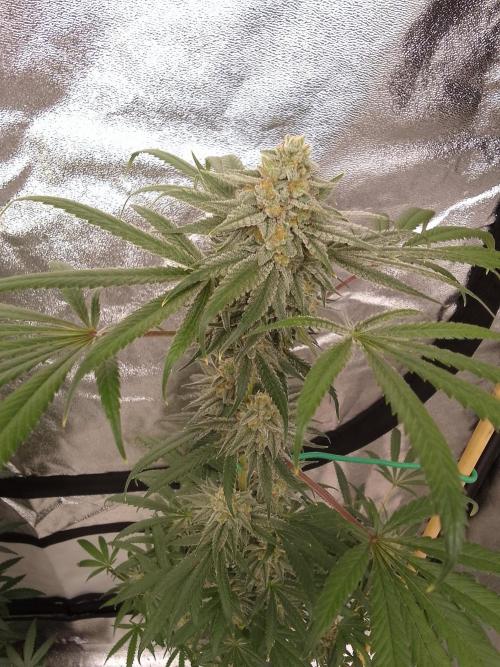 CANDY CREAM GO FAST. Week 14