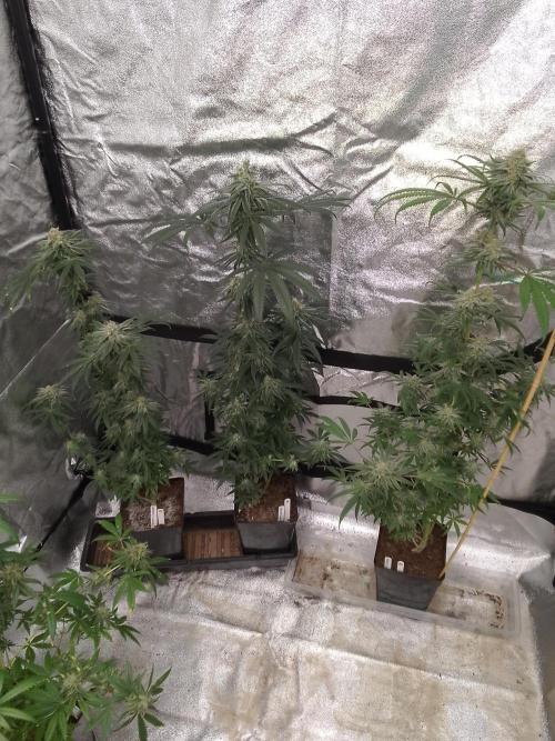 CANDY CREAM GO FAST. Week 14
