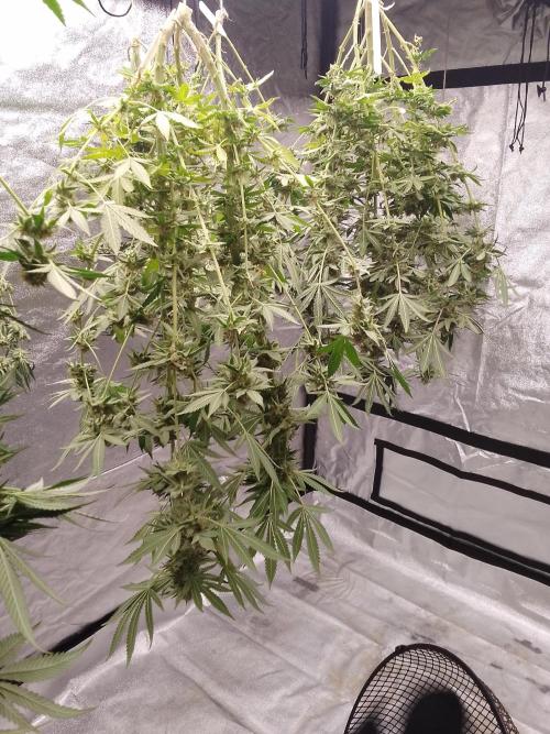 SUNSET SHERBET GO FAST. Week 15