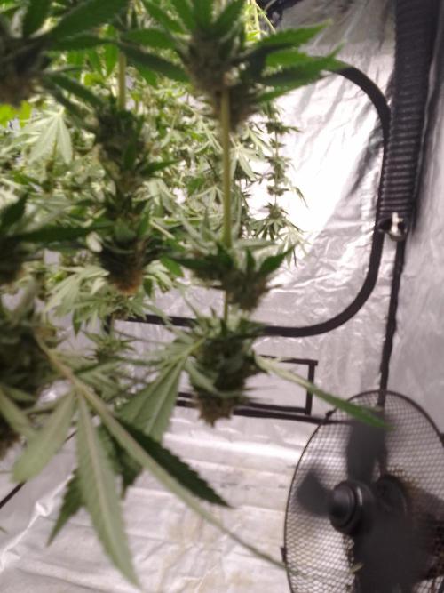 SUNSET SHERBET GO FAST. Week 15