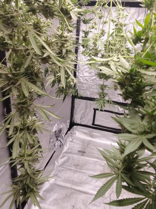 SUNSET SHERBET GO FAST. Week 15