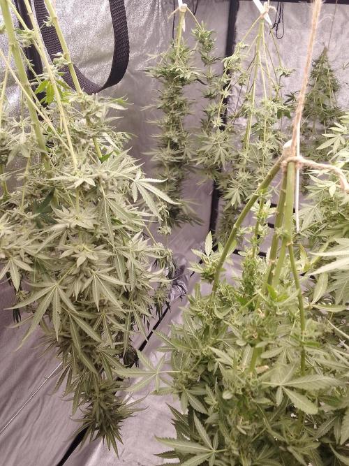 SUNSET SHERBET GO FAST. Week 15