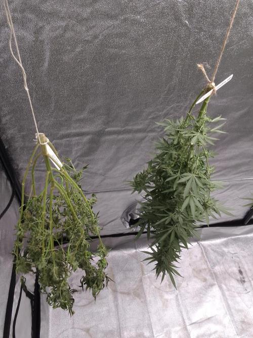 SUNSET SHERBET GO FAST. Week 15