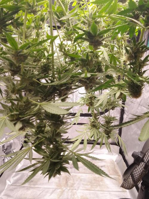 AMNESIA HAZE GO FAST kannabia seed's. Week 15