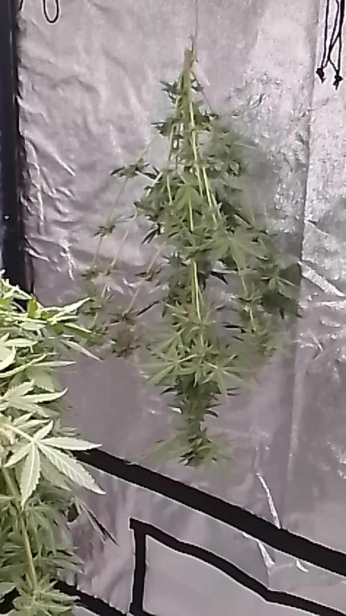 CANDY CREAM GO FAST