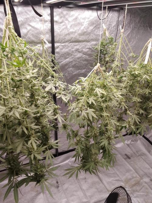 CANDY CREAM GO FAST. Week 15