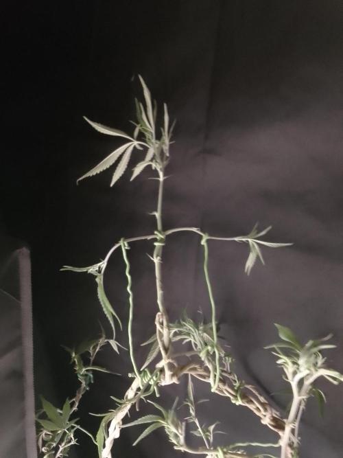 Celtic Bluecookies. Week 16