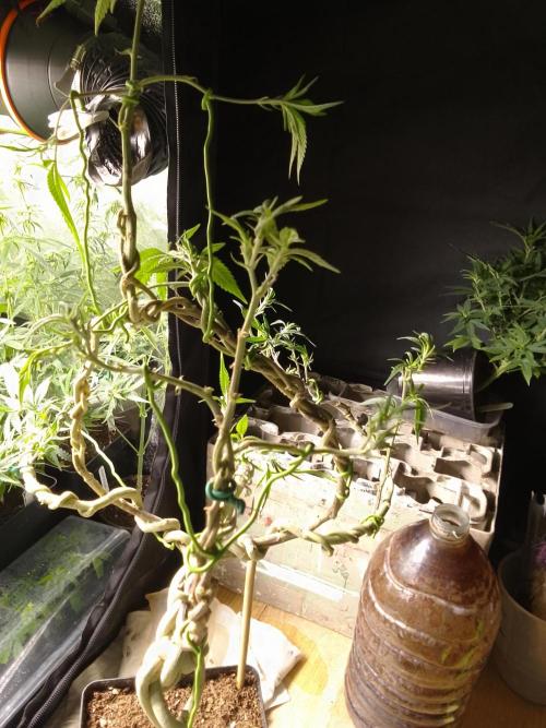 Celtic Bluecookies. Week 16