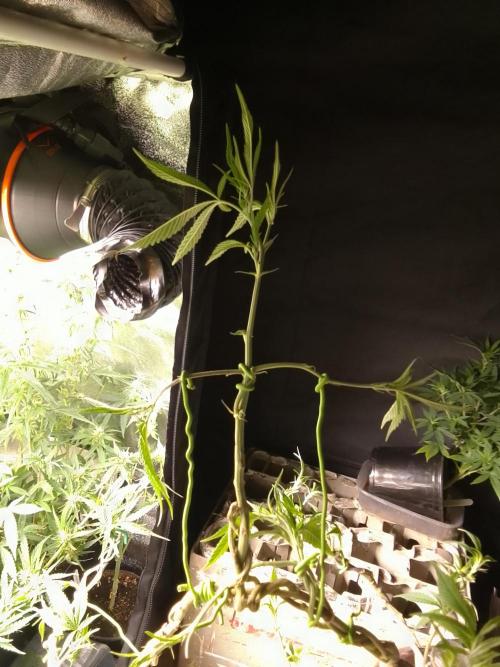 Celtic Bluecookies. Week 16
