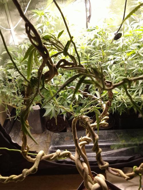 Celtic Bluecookies. Week 16