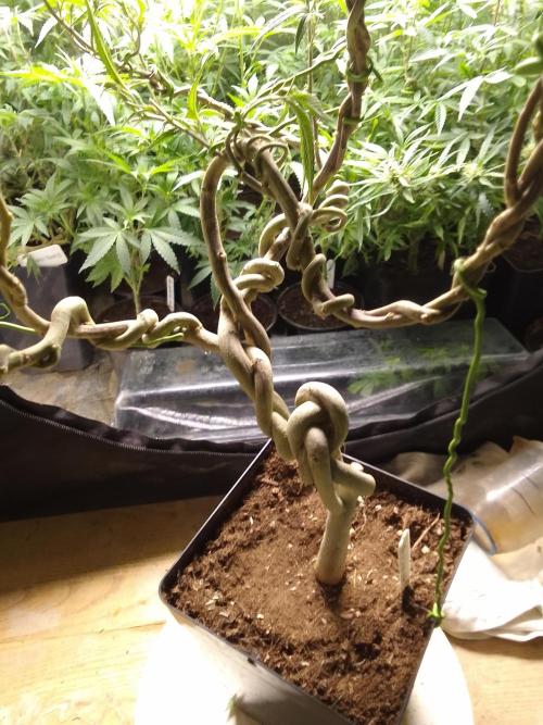 Celtic Bluecookies. Week 16