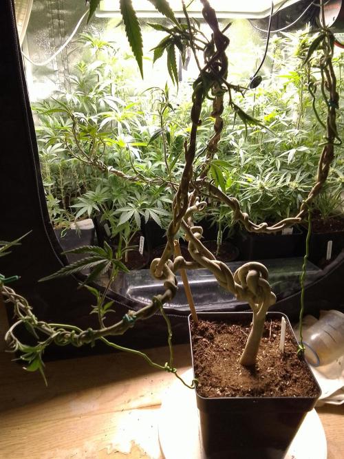 Celtic Bluecookies. Week 16