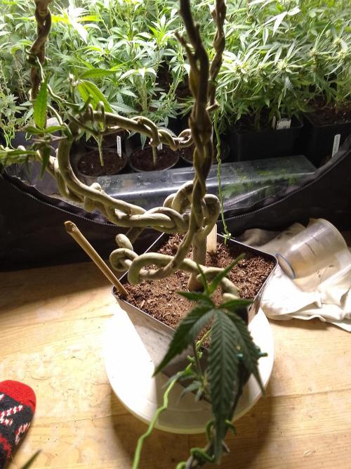 Celtic Bluecookies. Week 16