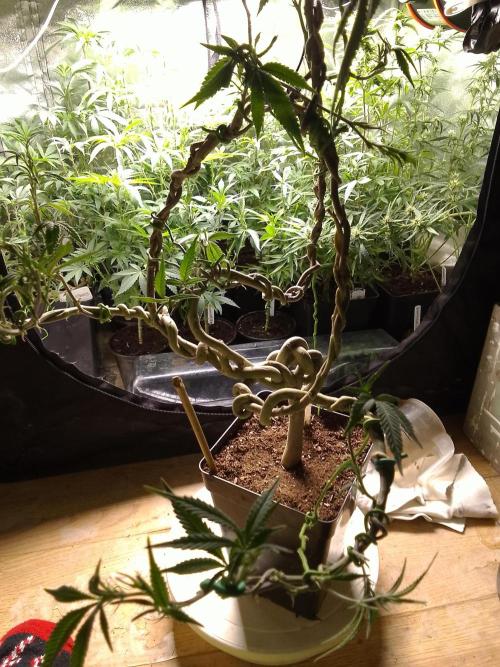 Celtic Bluecookies. Week 16