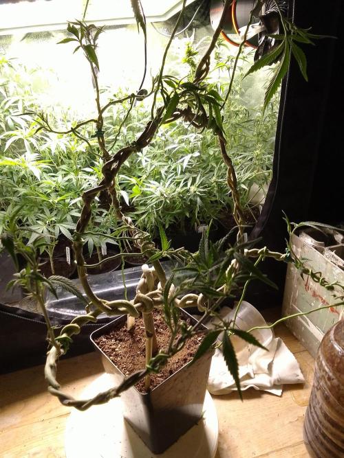 Celtic Bluecookies. Week 16
