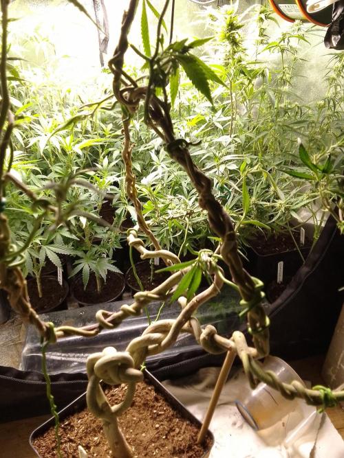 Celtic Bluecookies. Week 16