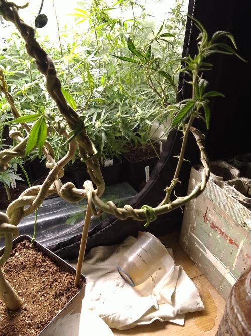 Celtic Bluecookies. Week 16