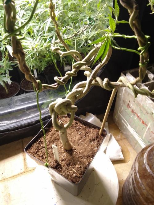 Celtic Bluecookies. Week 16