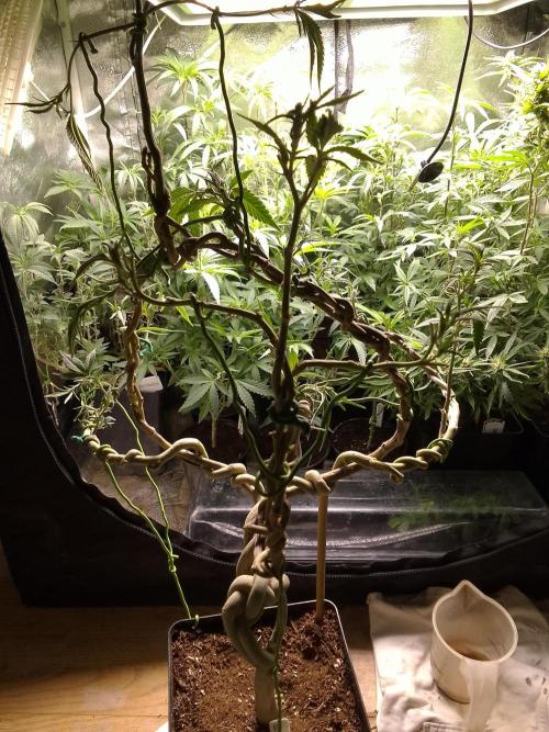 Celtic Bluecookies. Week 16
