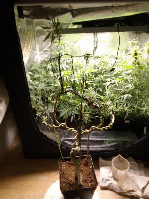 Celtic Bluecookies. Week 16