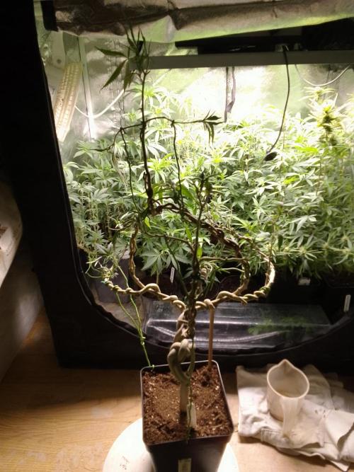 Celtic Bluecookies. Week 16